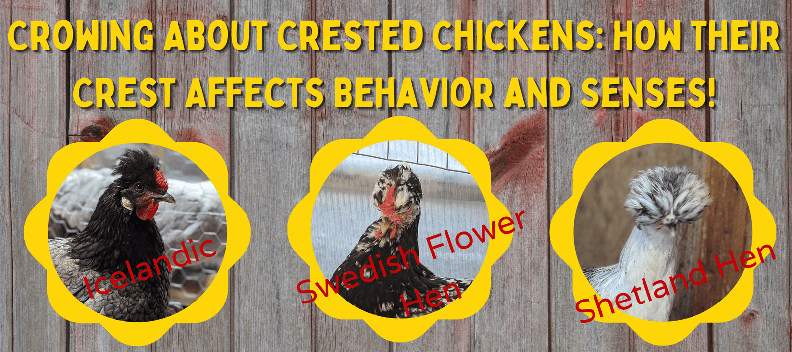 Crowing About Crested Chickens: How Their Crest Affects Behavior and Senses! - Cluck It All Farms