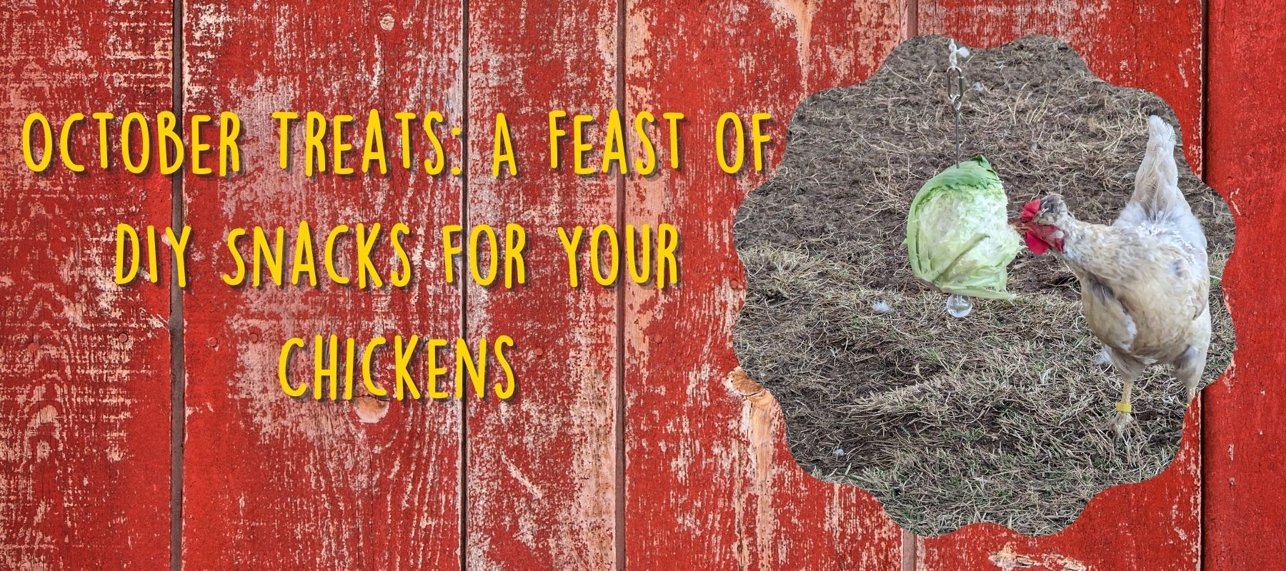 October Treats: A Feast of DIY Snacks for Your Chickens