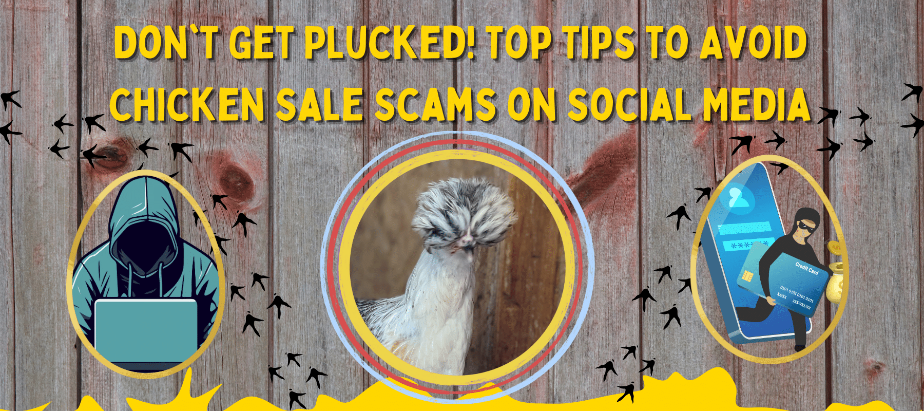 Don't Get Plucked! Top Tips to Avoid Chicken Sale Scams on Social Media - Cluck It All Farms