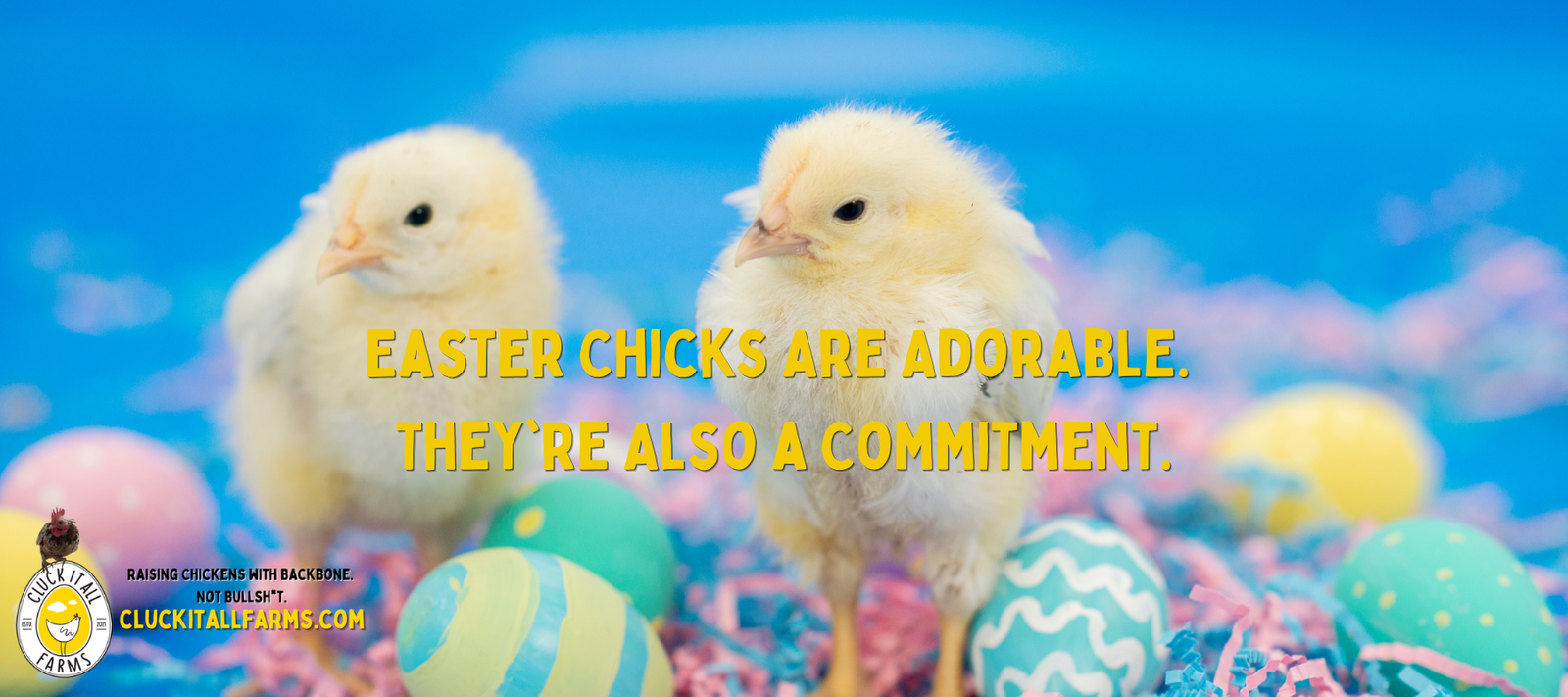 Easter Chicks Are Adorable. They're Also a Commitment. - Cluck It All Farms