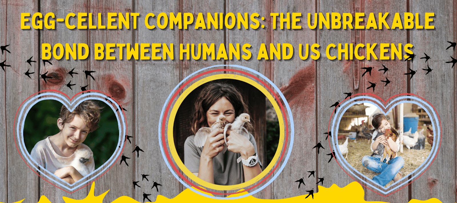 Egg-cellent Companions: The Unbreakable Bond Between Humans and Us Chickens - Cluck It All Farms