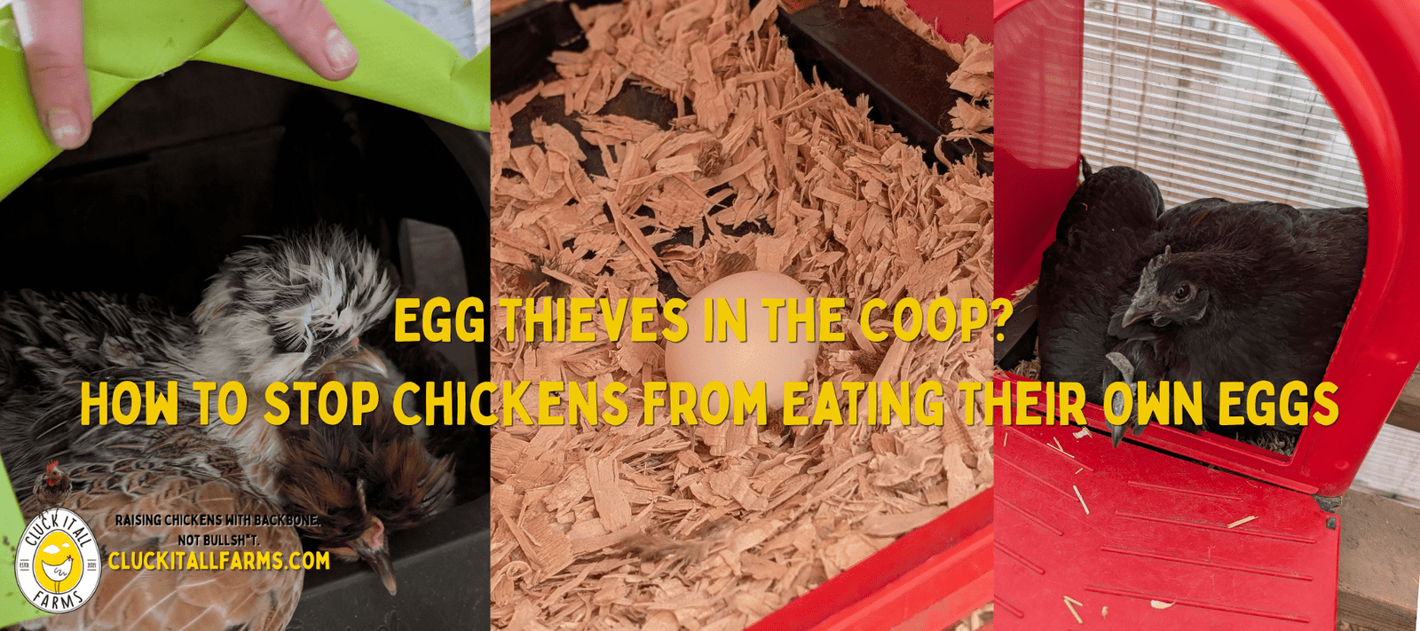 Egg Thieves in the Coop? How to Stop Chickens From Eating Their Own Eggs - Cluck It All Farms
