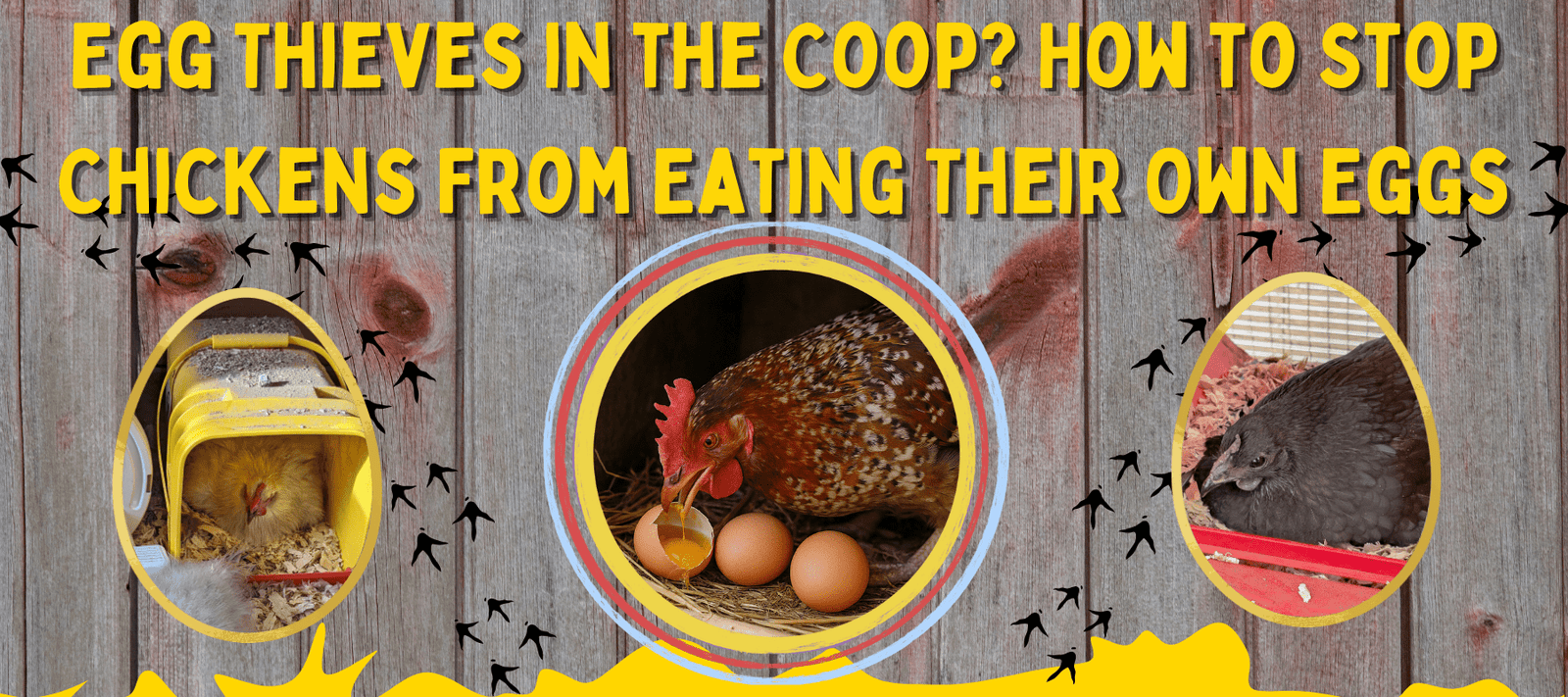 Egg Thieves in the Coop? How to Stop Chickens From Eating Their Own Eggs - Cluck It All Farms