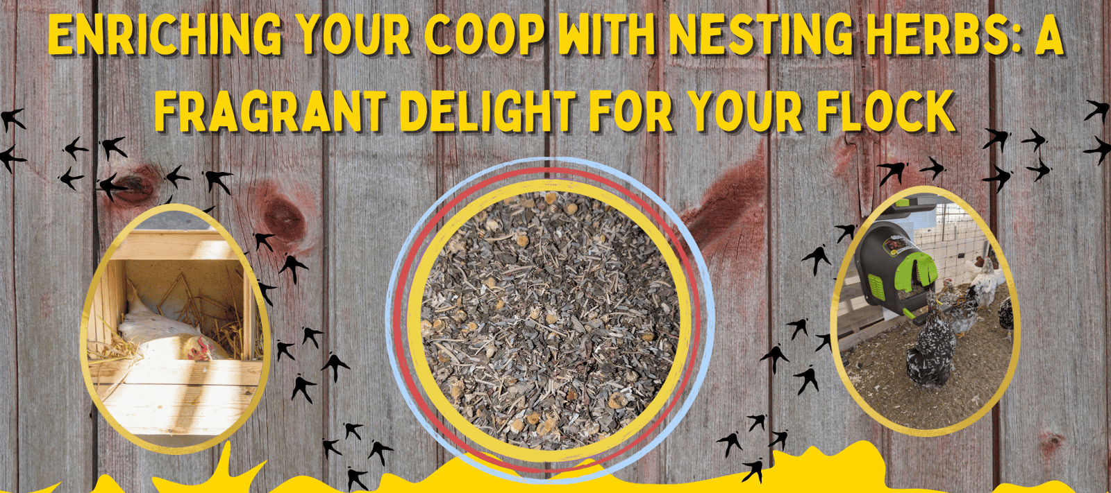 Enriching Your Coop with Nesting Herbs: A Fragrant Delight for Your Flock - Cluck It All Farms