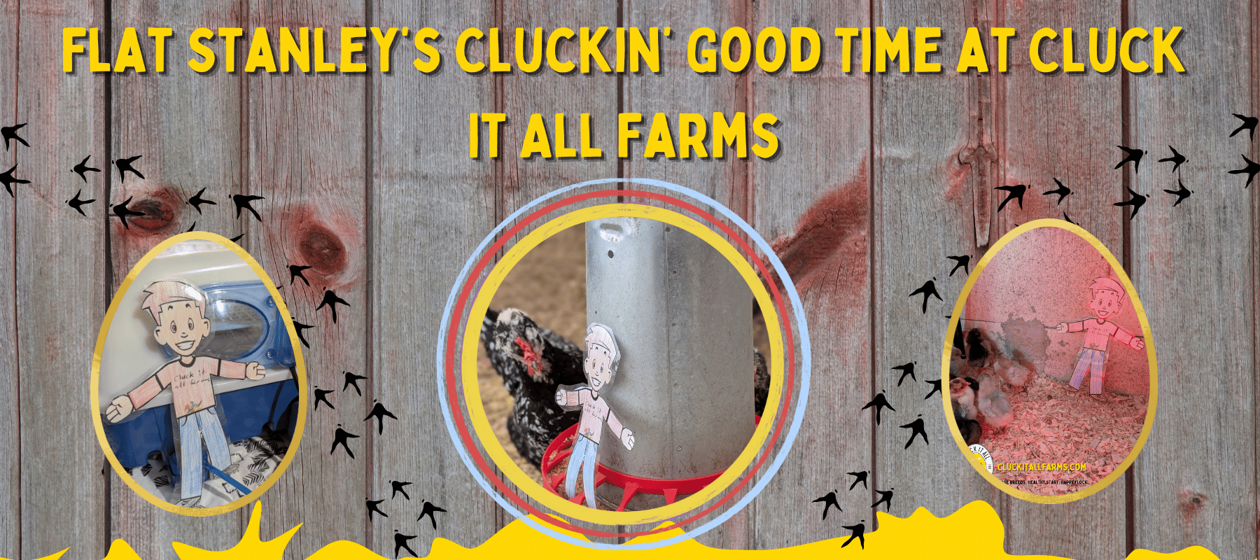 Flat Stanley’s Cluckin’ Good Time at Cluck It All Farms - Cluck It All Farms