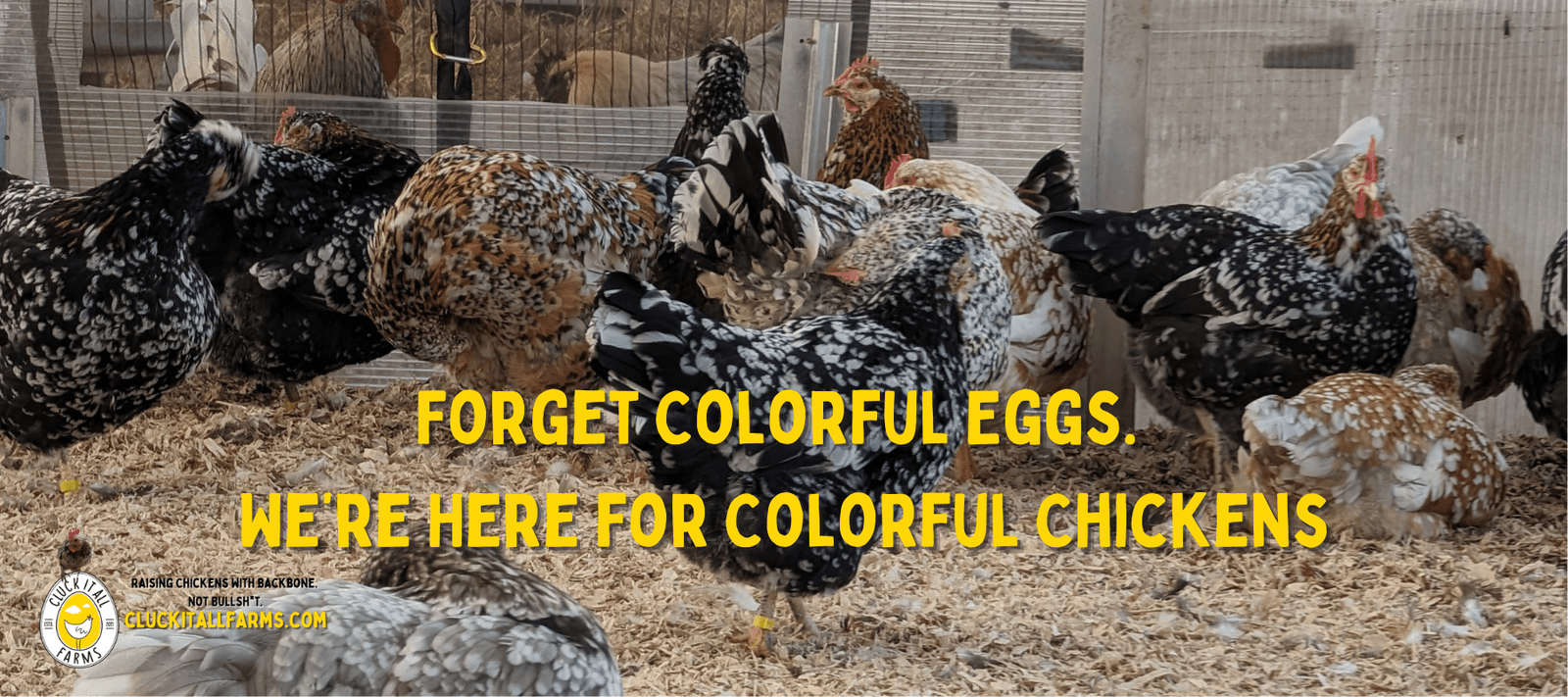 Forget Colorful Eggs. We’re Here for Colorful Chickens - Cluck It All Farms