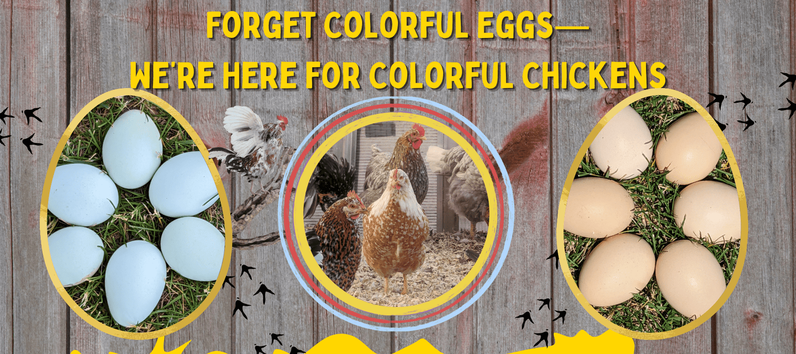 Forget Colorful Eggs—We’re Here for Colorful Chickens - Cluck It All Farms