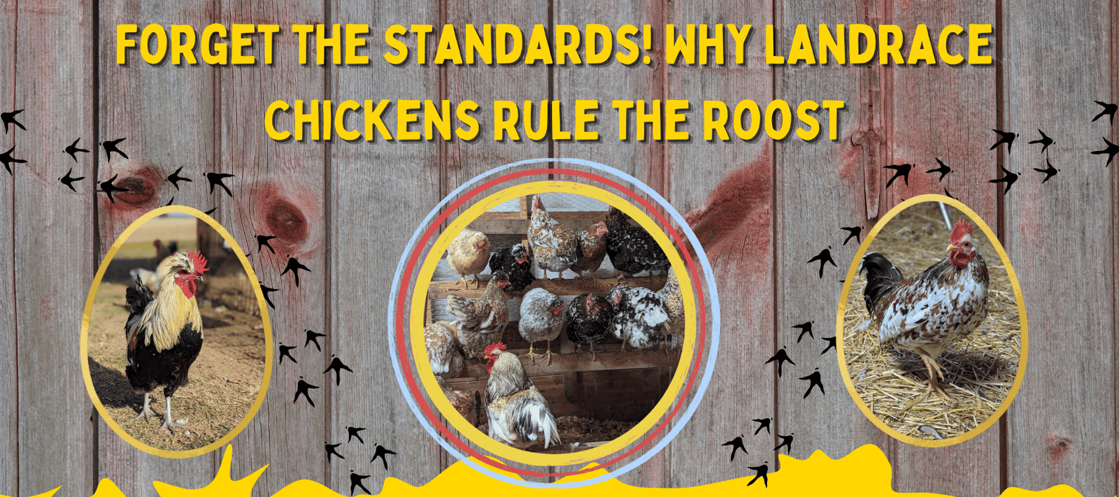 Forget the Standards! Why Landrace Chickens Rule the Roost - Cluck It All Farms