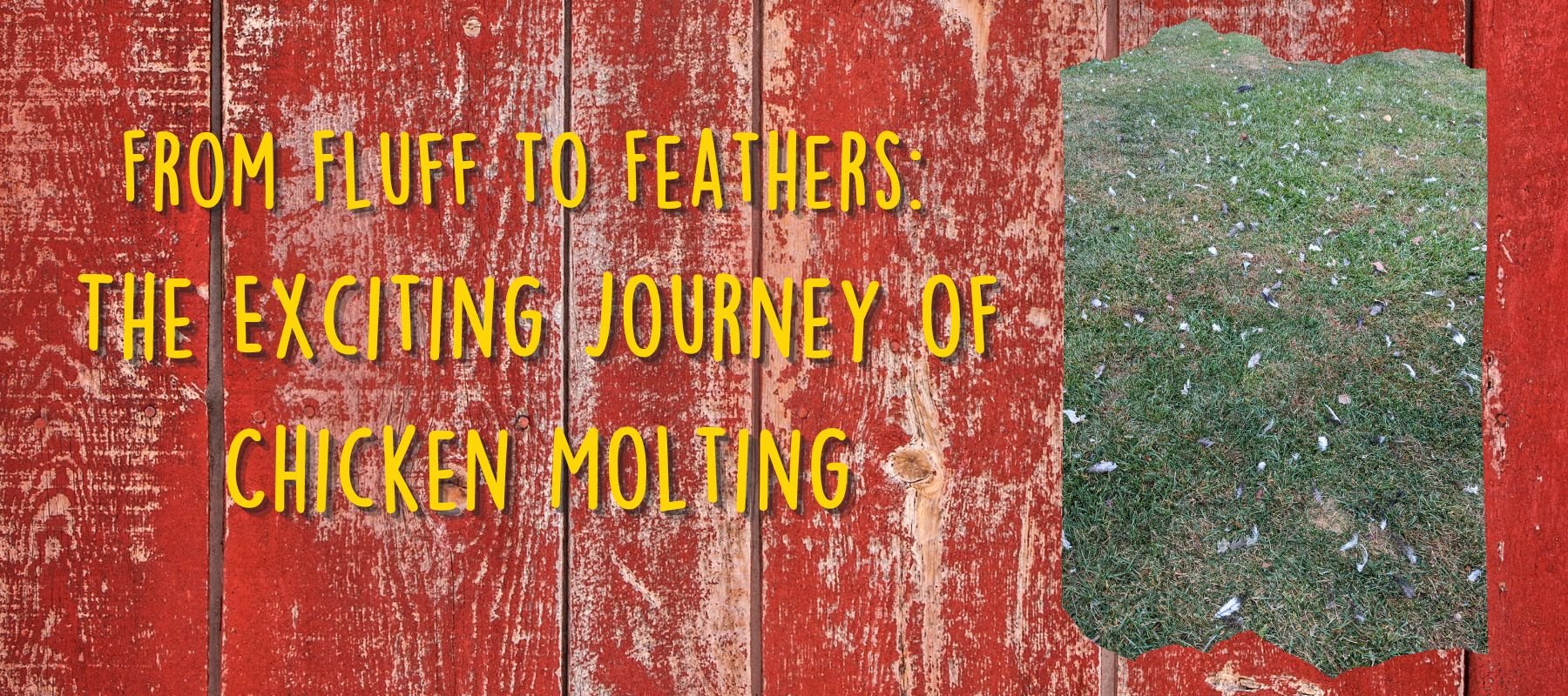 From Fluff to Feathers: The Exciting Journey of Chicken Molting - Cluck It All Farms