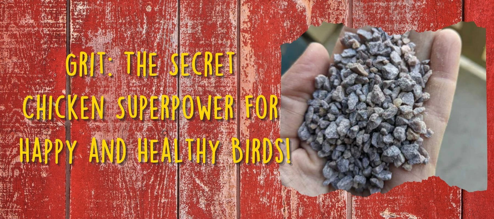 Grit: The Secret Chicken Superpower for Happy and Healthy Birds! - Cluck It All Farms