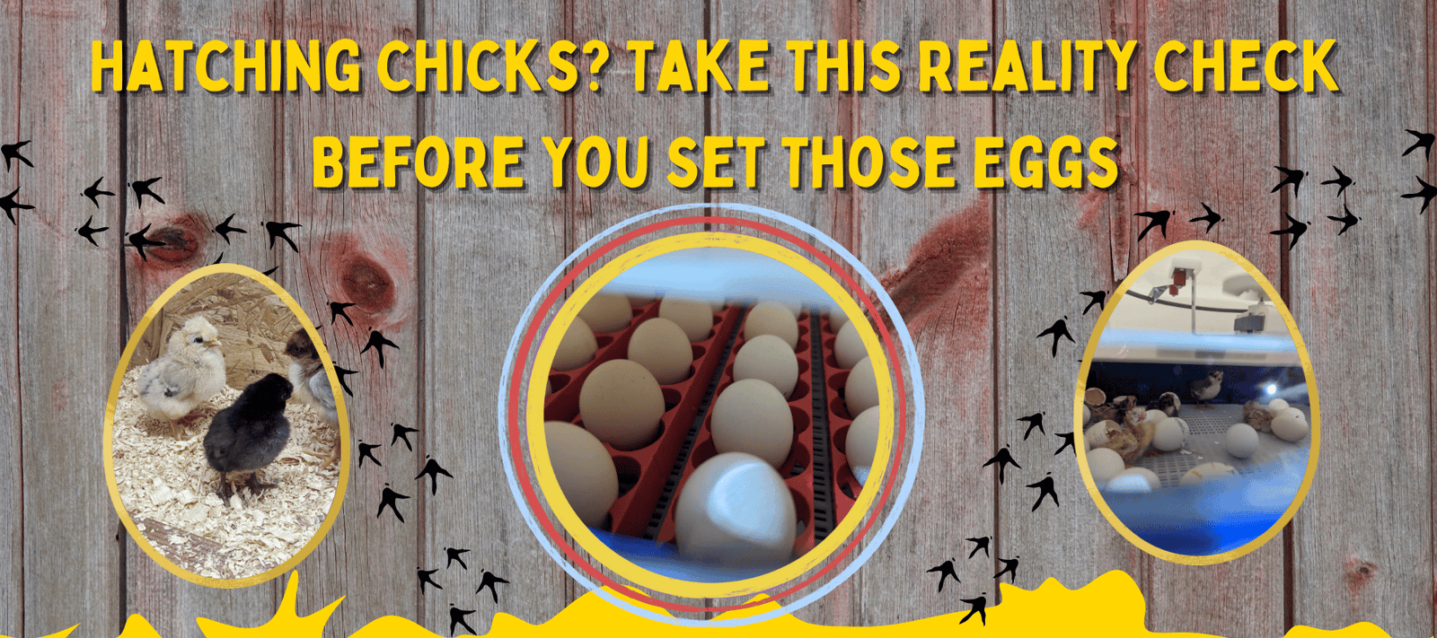 Hatching Chicks? Take This Reality Check Before You Set Those Eggs - Cluck It All Farms