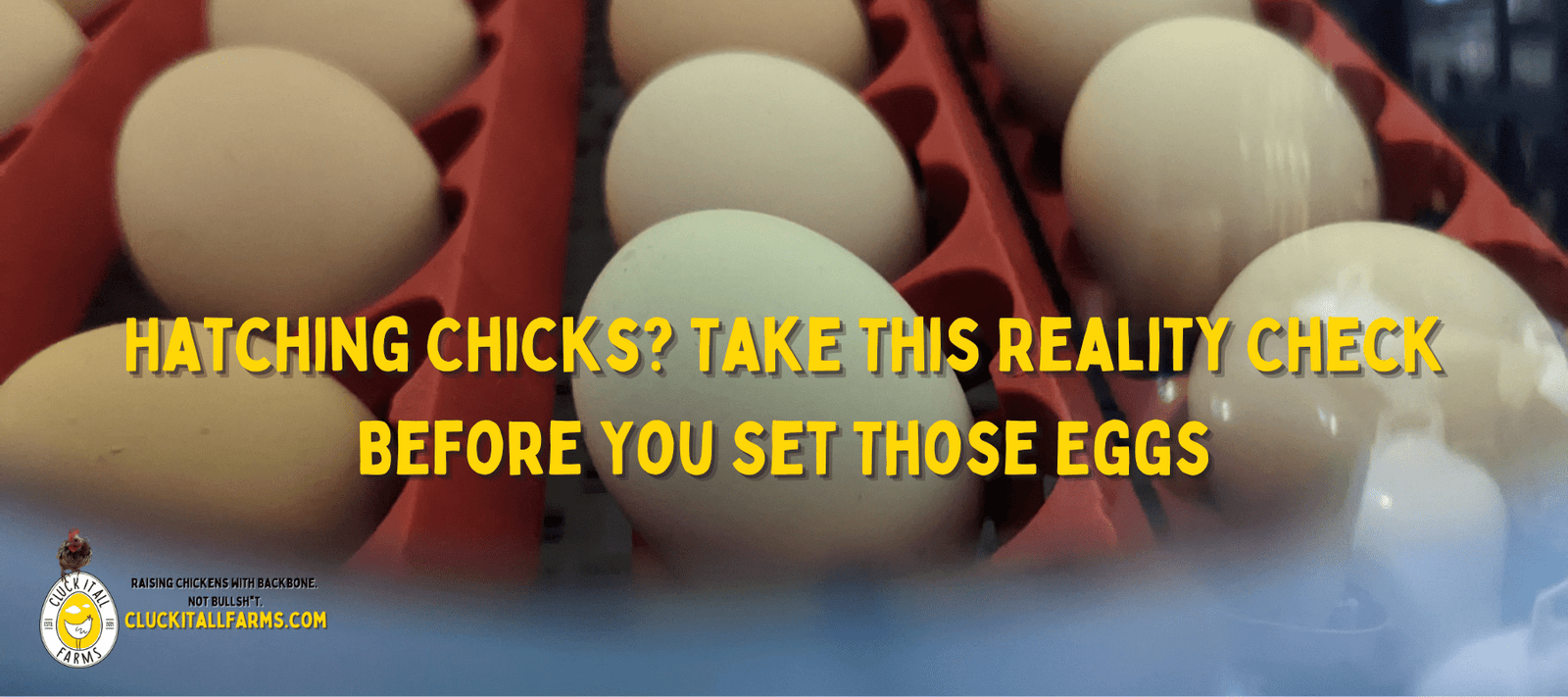 Hatching Chicks? Take This Reality Check Before You Set Those Eggs - Cluck It All Farms