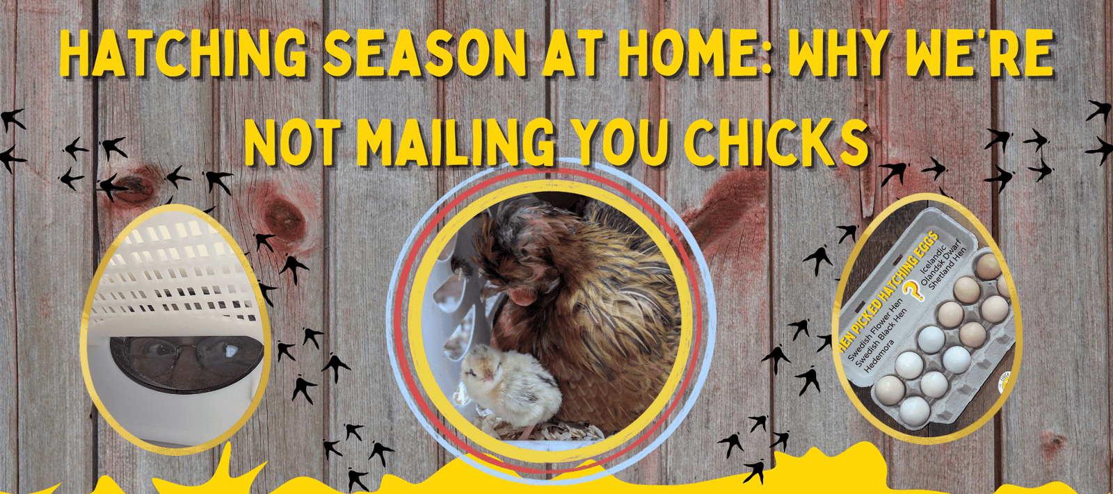 Hatching Season at Home: Why We’re Not Mailing You Chicks (and What to Do Instead) - Cluck It All Farms