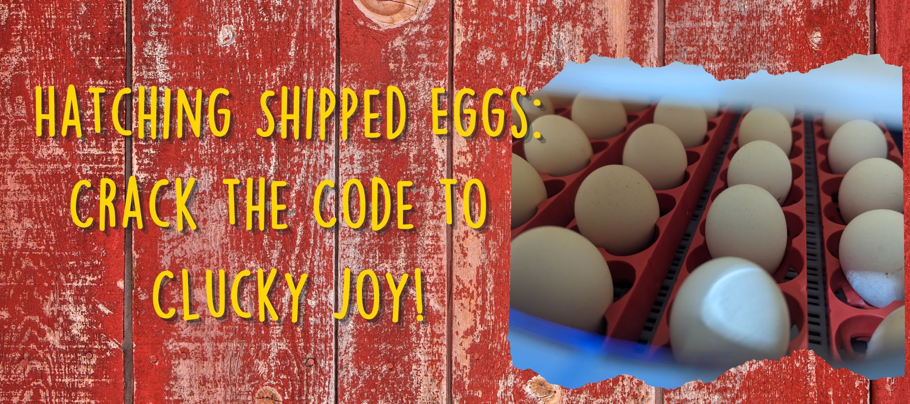 Hatching Shipped Eggs:  Crack The Code To Clucky Joy! - Cluck It All Farms