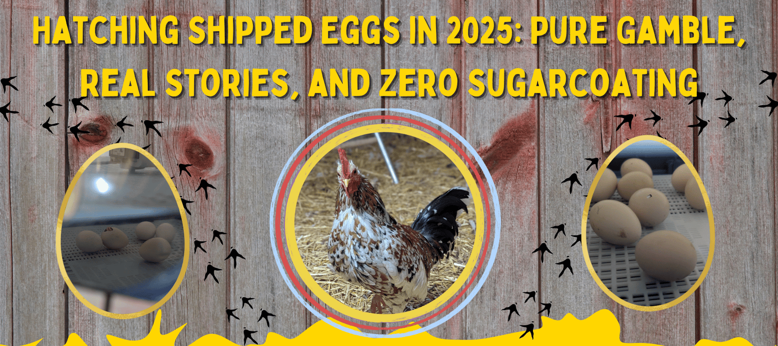 Hatching Shipped Eggs in 2025: Pure Gamble, Real Stories, and Zero Sugarcoating - Cluck It All Farms