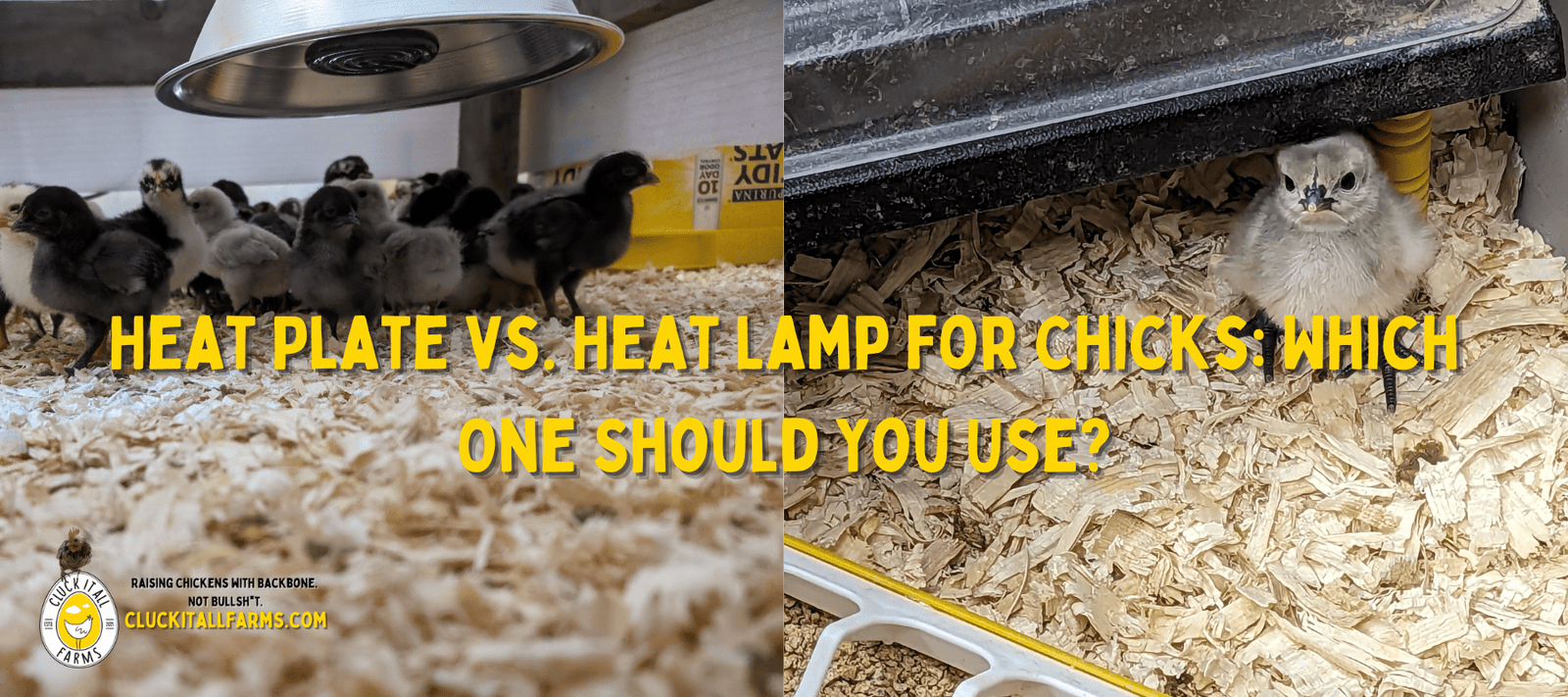 Heat Plate vs. Heat Lamp for Chicks: Which One Should You Use? - Cluck It All Farms