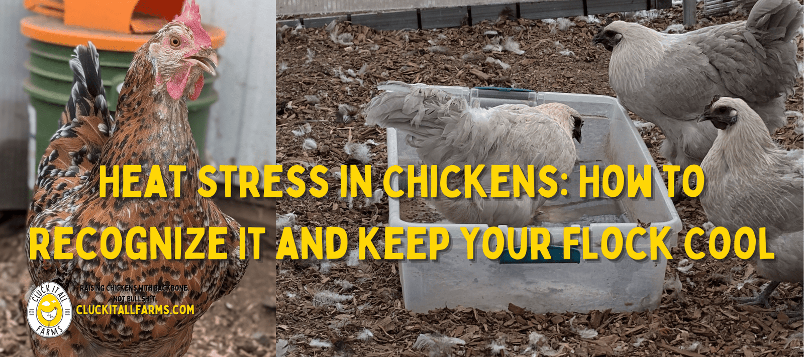 Heat Stress in Chickens: How to Recognize It and Keep Your Flock Cool - Cluck It All Farms