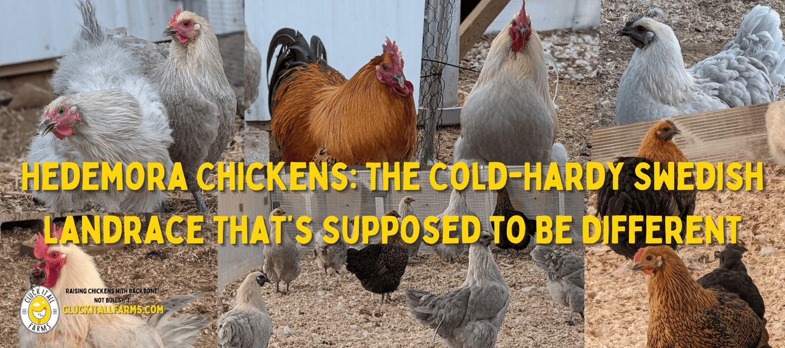 Hedemora Chickens: The Cold-Hardy Swedish Landrace That’s Supposed to Be Different - Cluck It All Farms