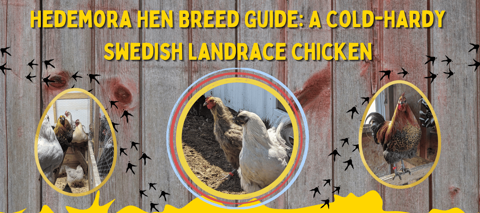 Hedemora Hen Breed Guide: A Cold-Hardy Swedish Landrace Chicken - Cluck It All Farms
