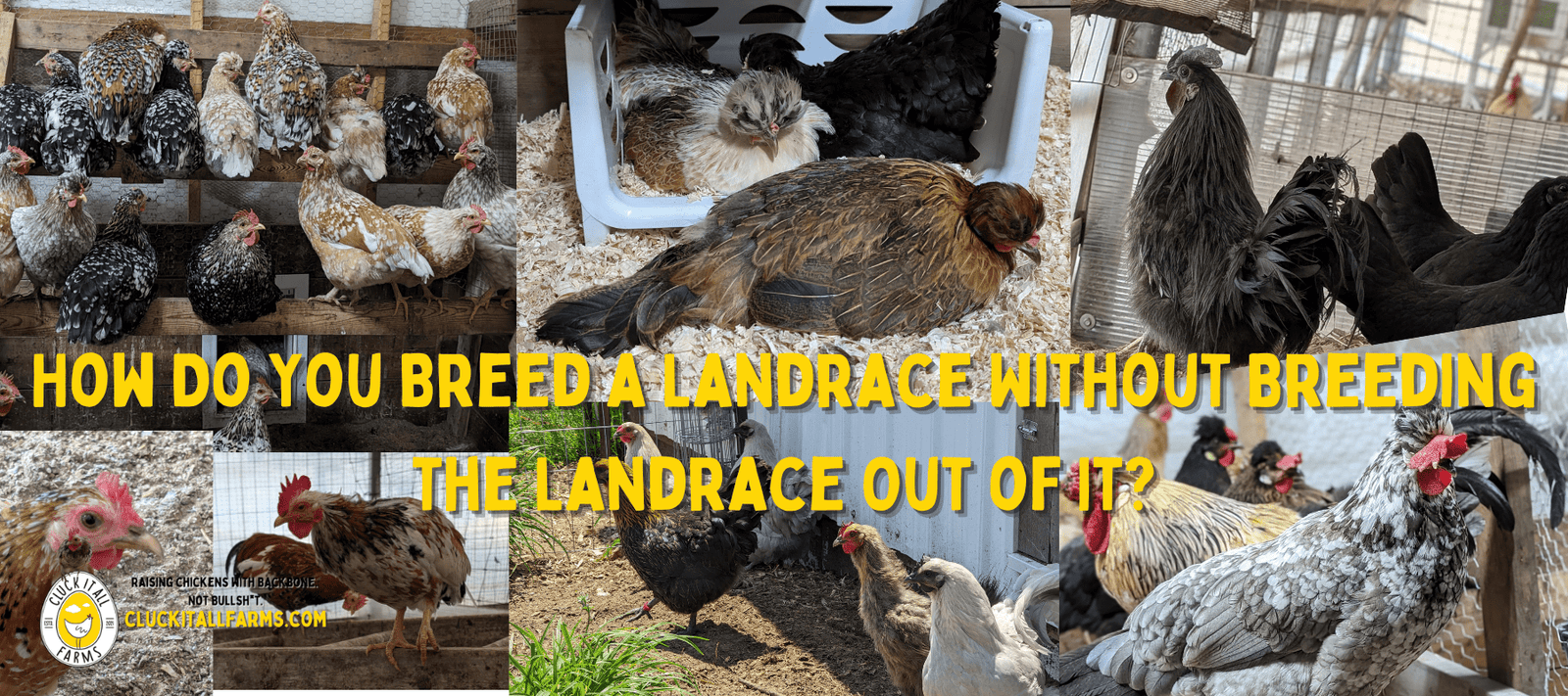 How Do You Breed a Landrace Without Breeding the Landrace Out of It? - Cluck It All Farms