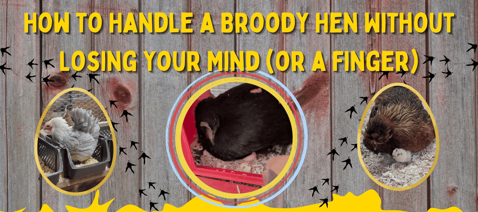 How to Handle a Broody Hen Without Losing Your Mind (or a Finger) - Cluck It All Farms