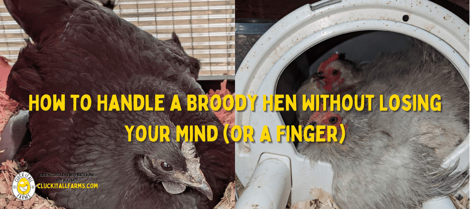 How to Handle a Broody Hen Without Losing Your Mind (or a Finger) - Cluck It All Farms