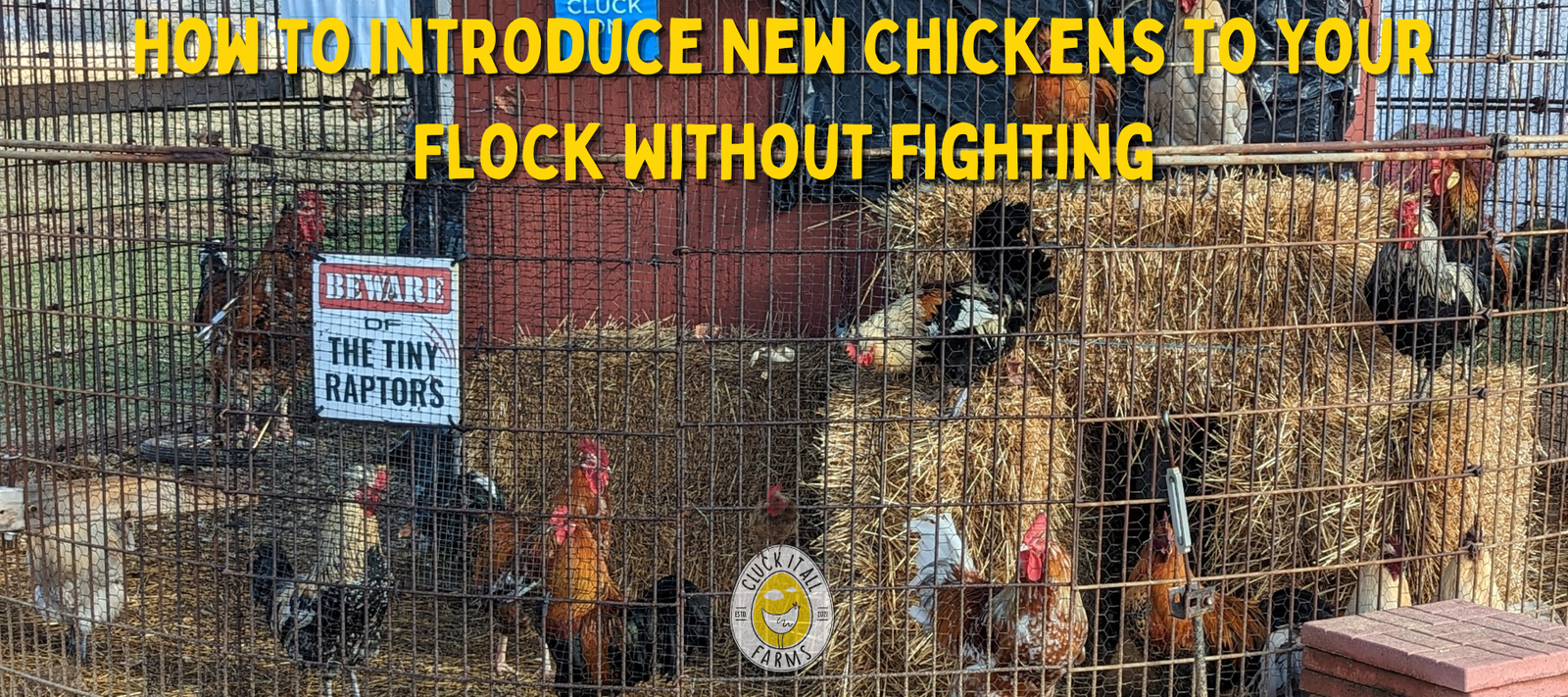 How to Introduce New Chickens to Your Flock Without Fighting - Cluck It All Farms