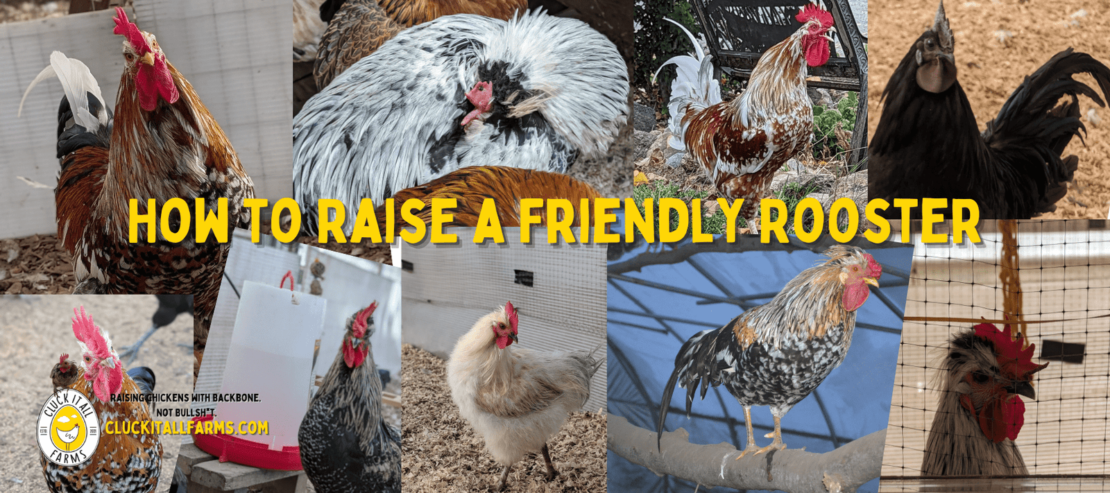 How to Raise a Friendly Rooster - Cluck It All Farms