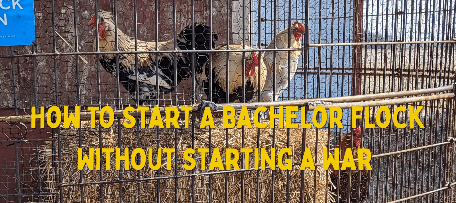 How to Start a Bachelor Flock Without Starting a War - Cluck It All Farms