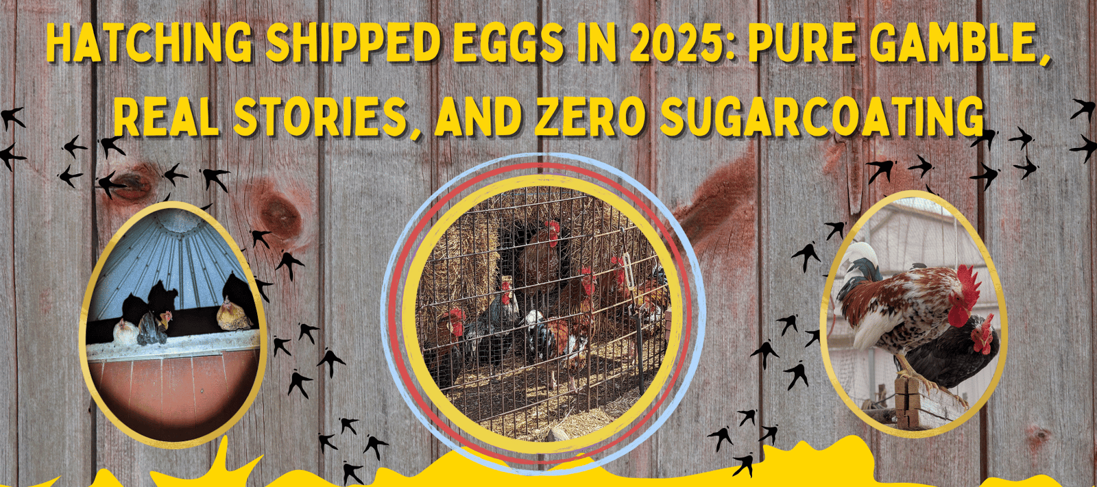 How to Start a Bachelor Flock Without Starting a War - Cluck It All Farms