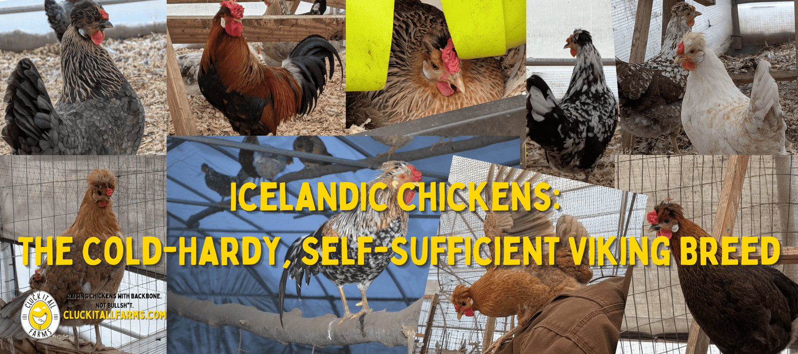 Icelandic Chickens: The Cold-Hardy, Self-Sufficient Viking Breed - Cluck It All Farms