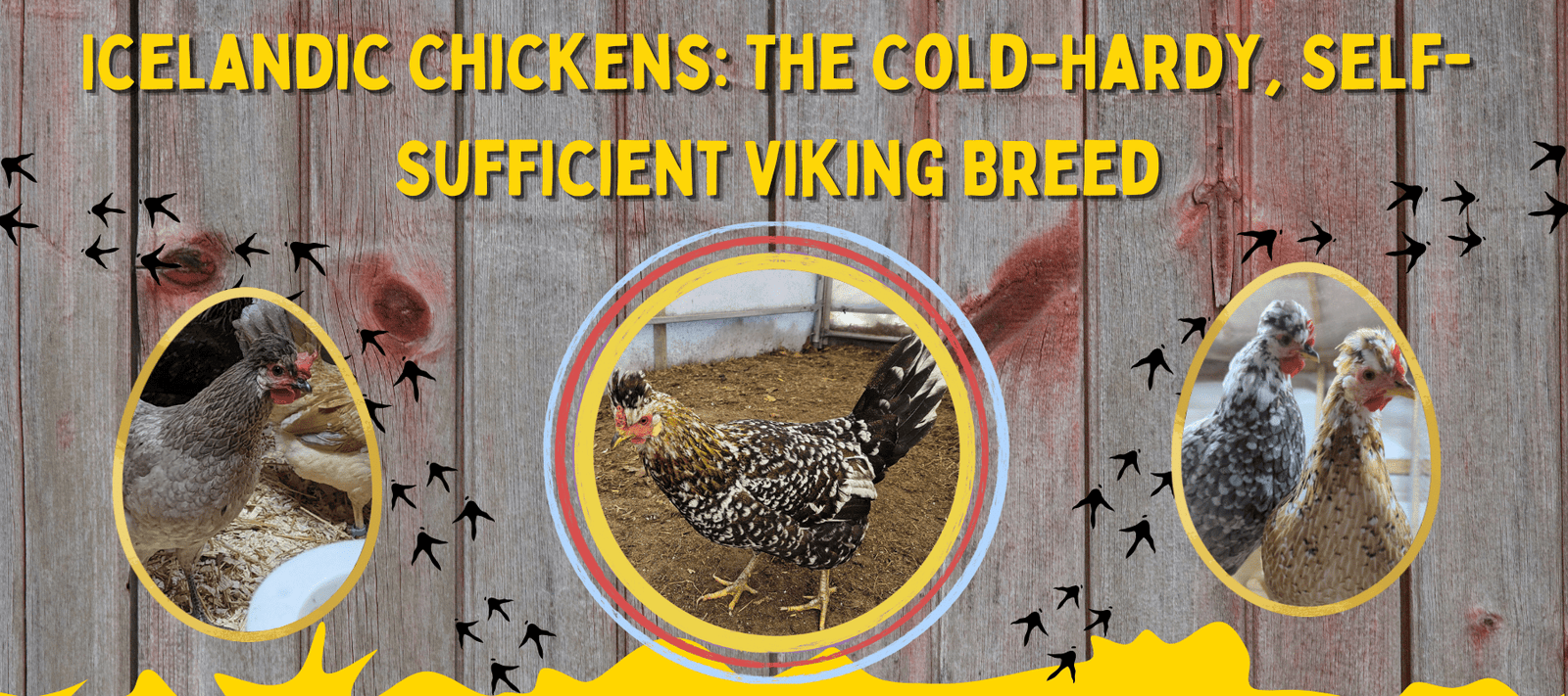 Icelandic Chickens: The Cold-Hardy, Self-Sufficient Viking Breed - Cluck It All Farms