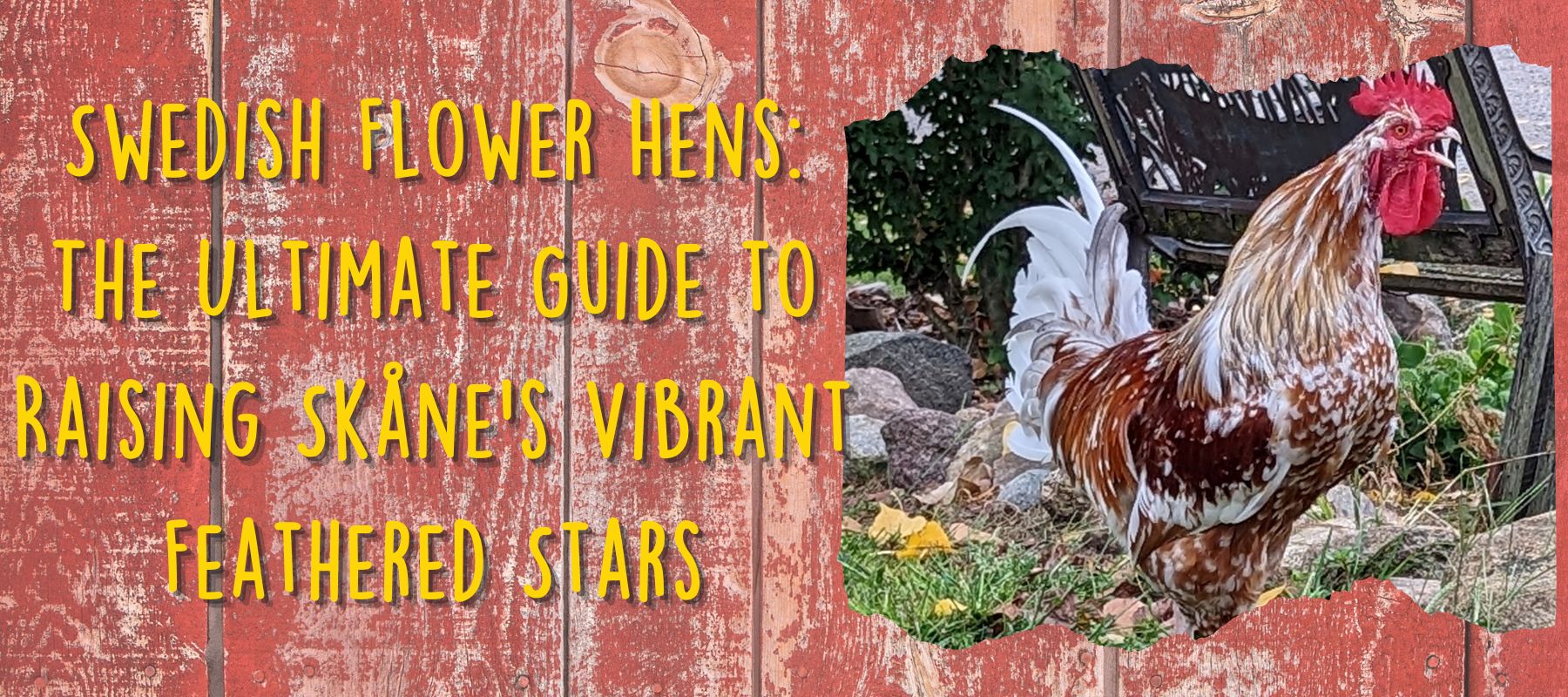 Swedish Flower Hens: The Ultimate Guide to Raising Skåne's Vibrant Feathered Stars