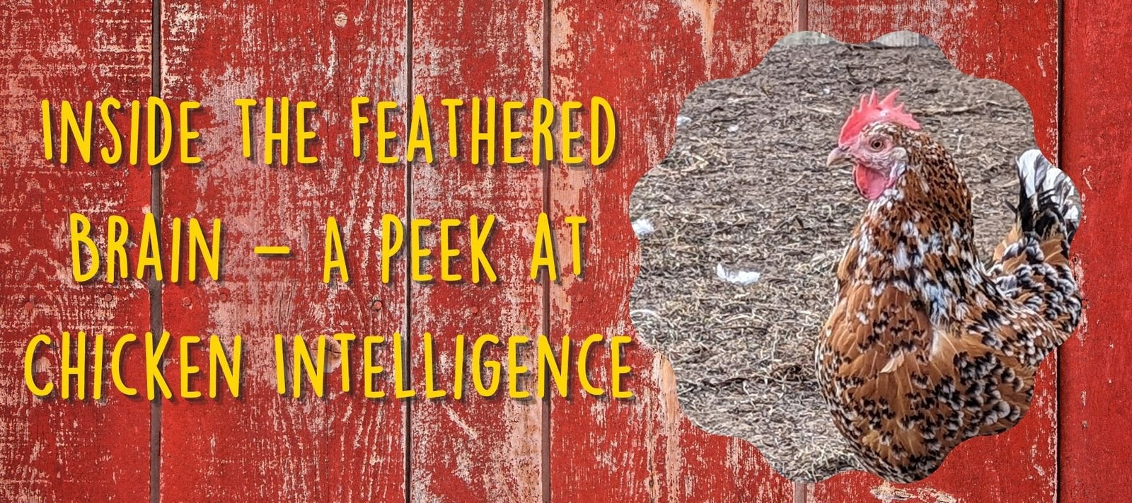 Inside the Feathered Brain – A Peek at Chicken Intelligence - Cluck It All Farms
