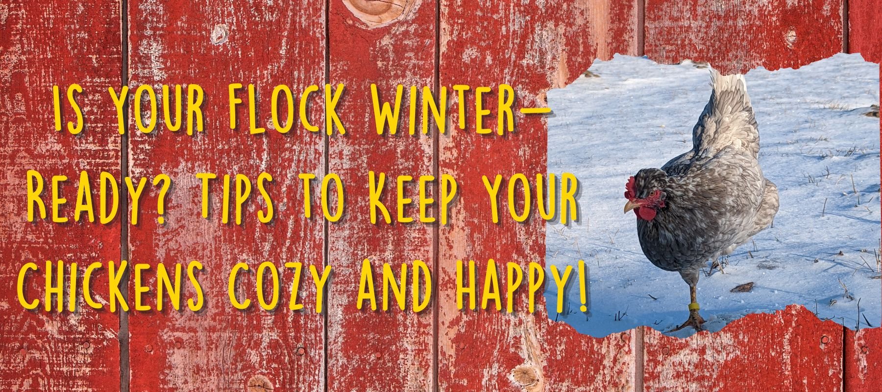 Is Your Flock Winter-Ready? Tips to Keep Your Chickens Cozy and Happy! - Cluck It All Farms