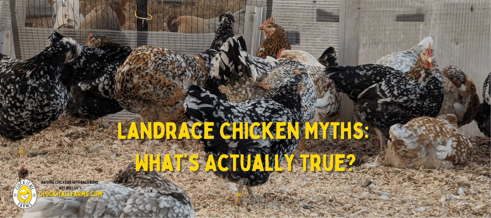 Landrace Chicken Myths: What’s Actually True? - Cluck It All Farms