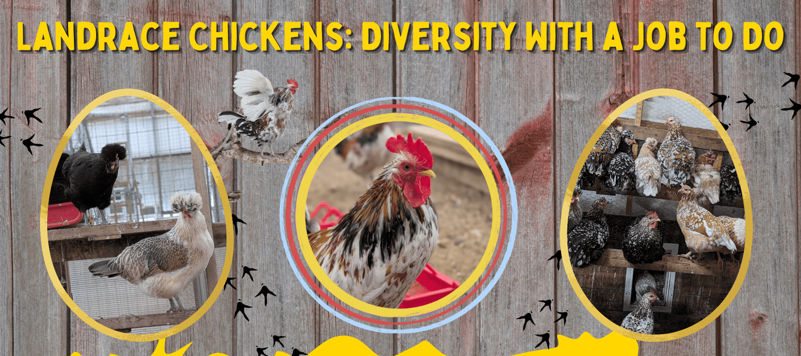 Landrace Chickens: Diversity With a Job to Do - Cluck It All Farms