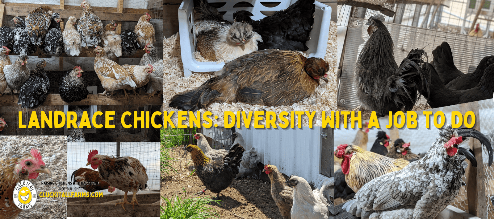 Landrace Chickens: Diversity With a Job to Do - Cluck It All Farms