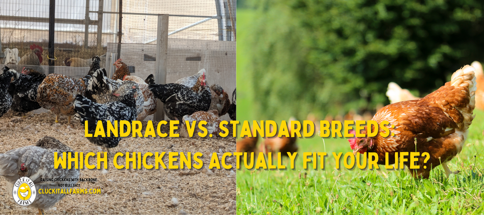 Landrace vs. Standard Breeds: Which Chickens Actually Fit Your Life? - Cluck It All Farms