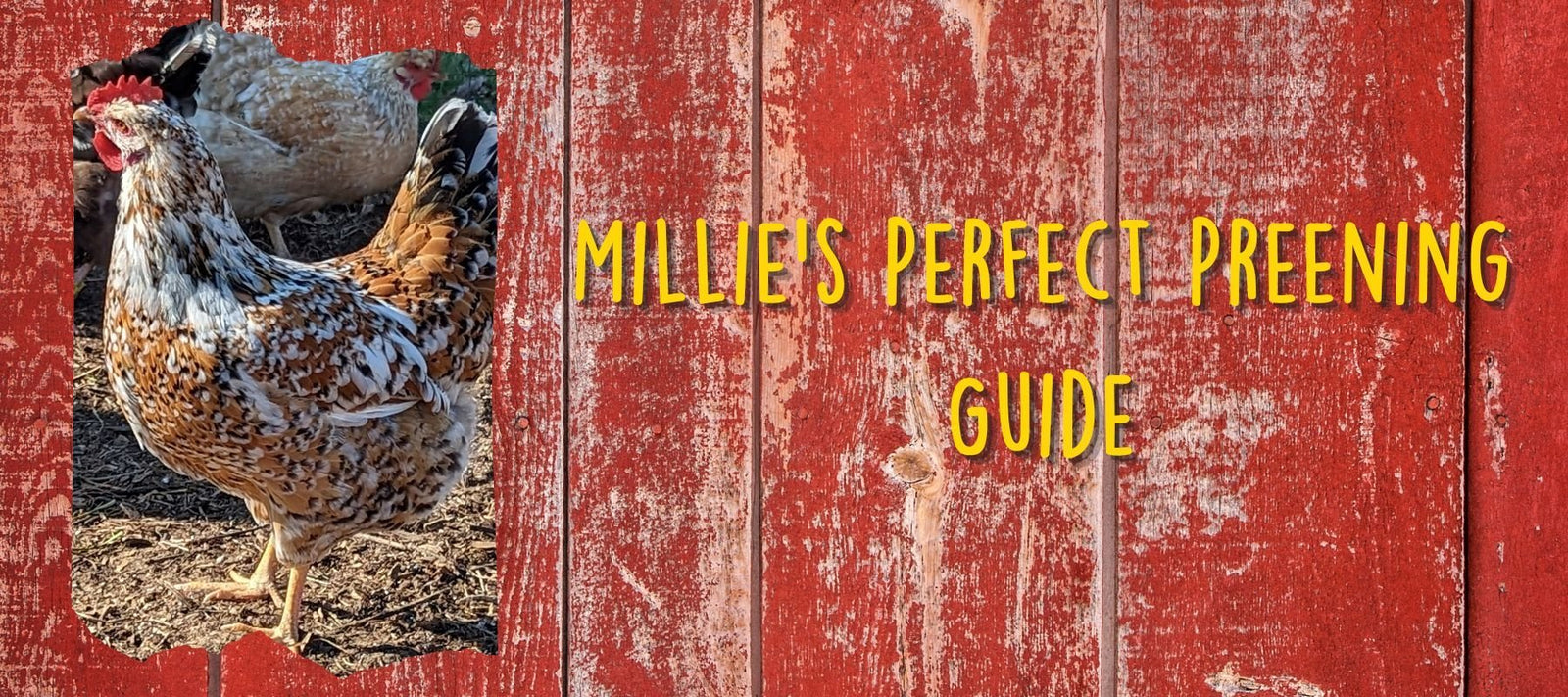 Millie's Perfect Preening Guide: How to Maintain Shiny and Healthy Feathers for Chicken Health - Cluck It All Farms