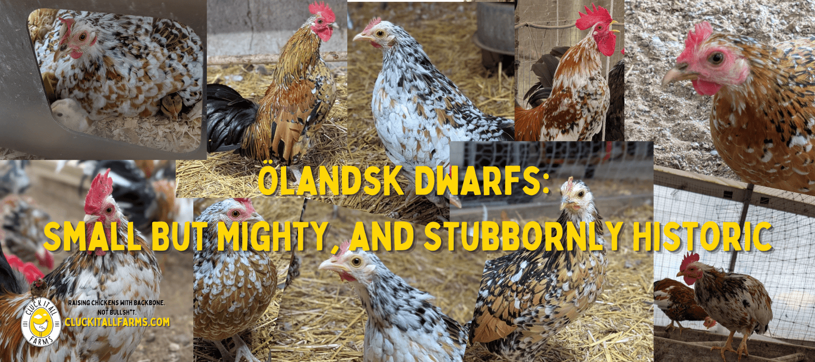Ölandsk Dwarfs: Small But Mighty, and Stubbornly Historic - Cluck It All Farms