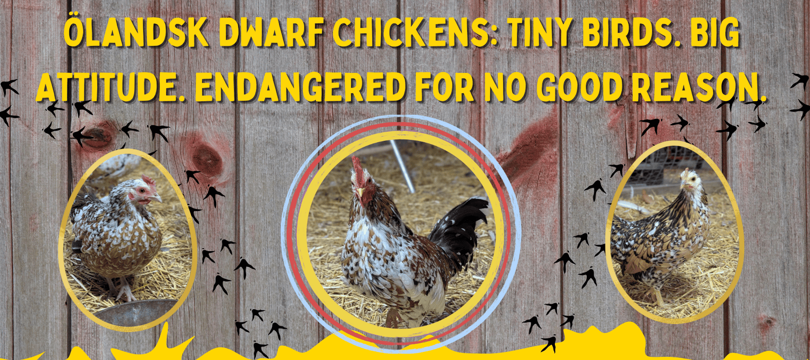 Ölandsk Dwarf Chickens: Tiny Birds. Big Attitude. Endangered for No Good Reason. - Cluck It All Farms