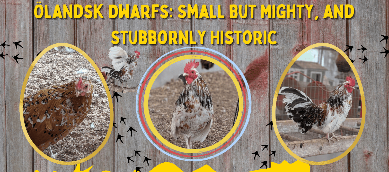 Ölandsk Dwarfs: Small But Mighty, and Stubbornly Historic - Cluck It All Farms