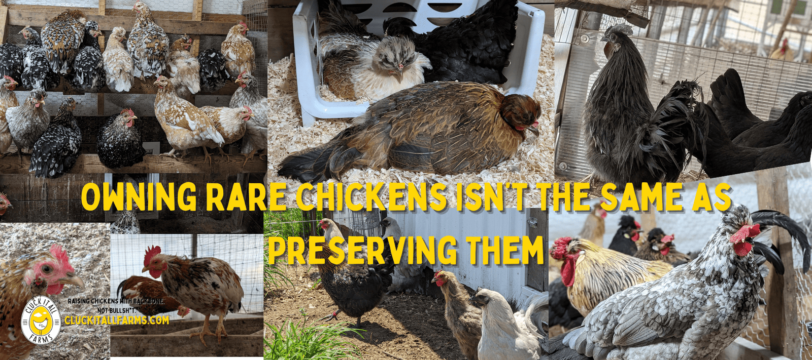 Owning Rare Chickens Isn’t the Same as Preserving Them - Cluck It All Farms