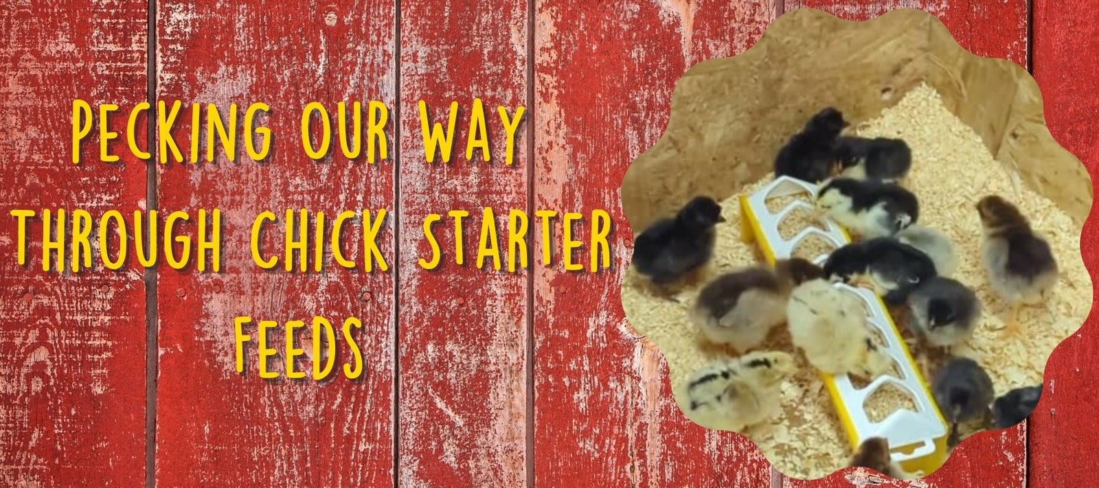 Pecking Our Way Through Chick Starter Feeds - Cluck It All Farms