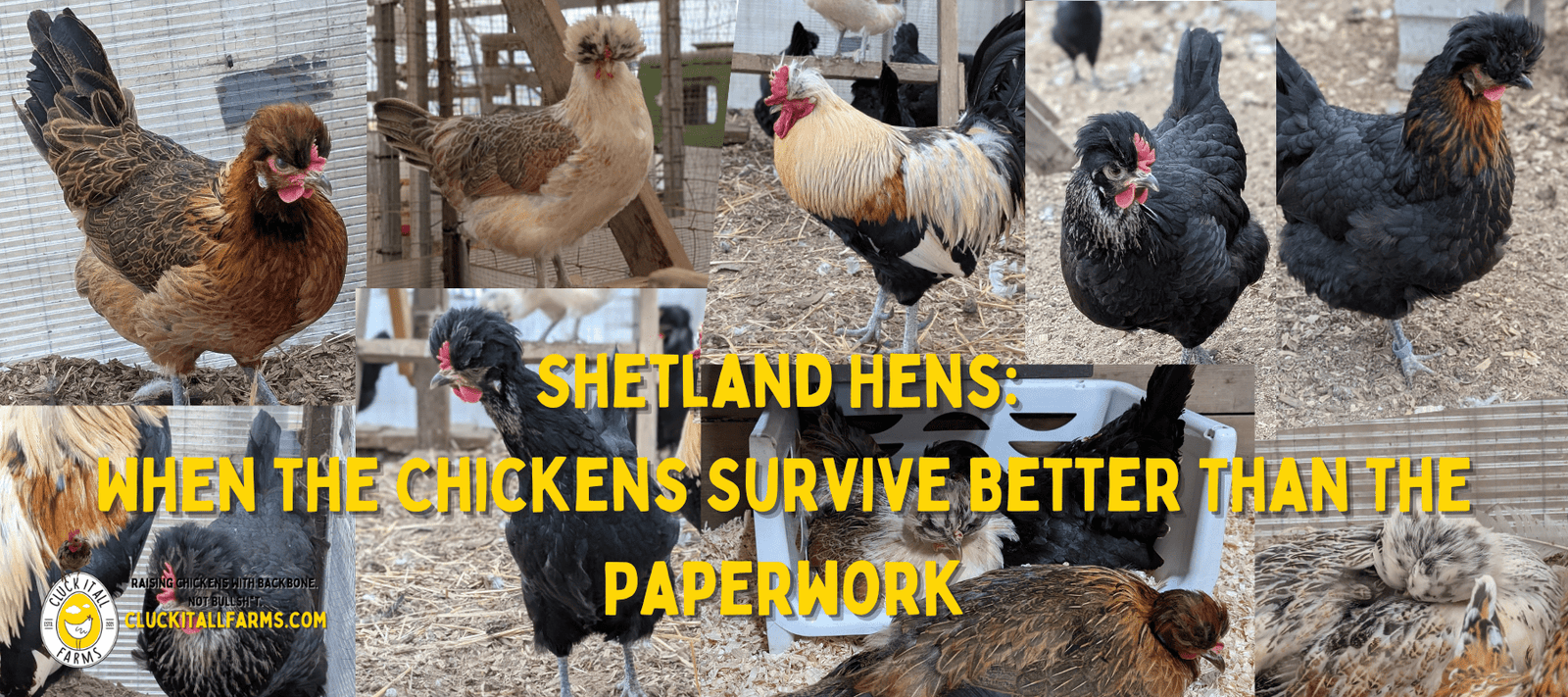 Shetland Hens:  When the Chickens Survive Better Than the Paperwork - Cluck It All Farms