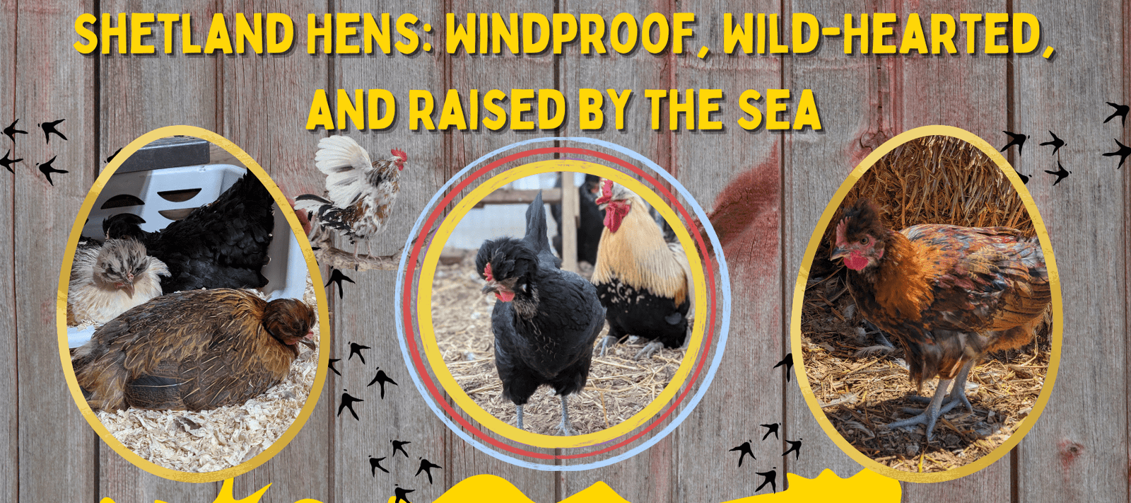 Shetland Hens: Windproof, Wild-Hearted, and Raised by the Sea - Cluck It All Farms