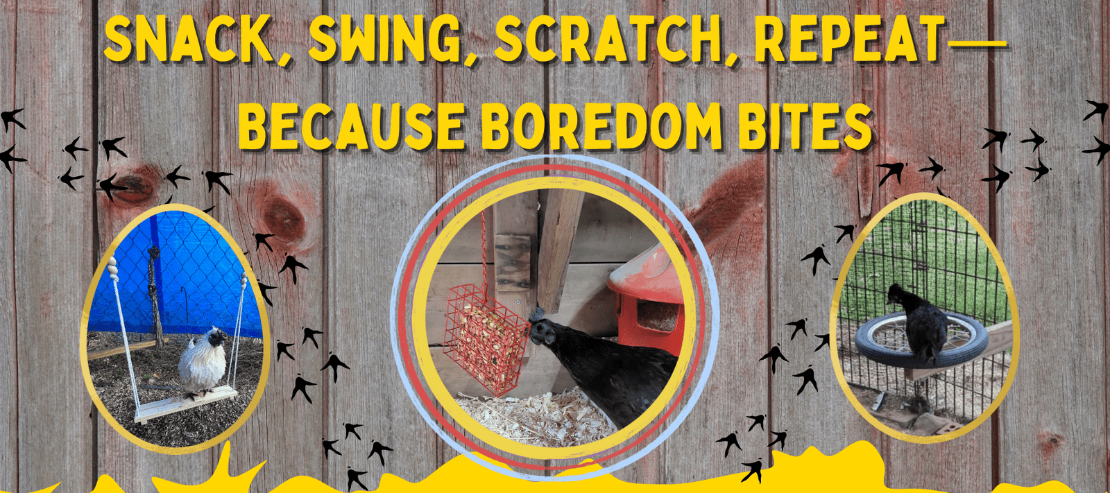 Snack, Swing, Scratch, Repeat—Because Boredom Bites - Cluck It All Farms