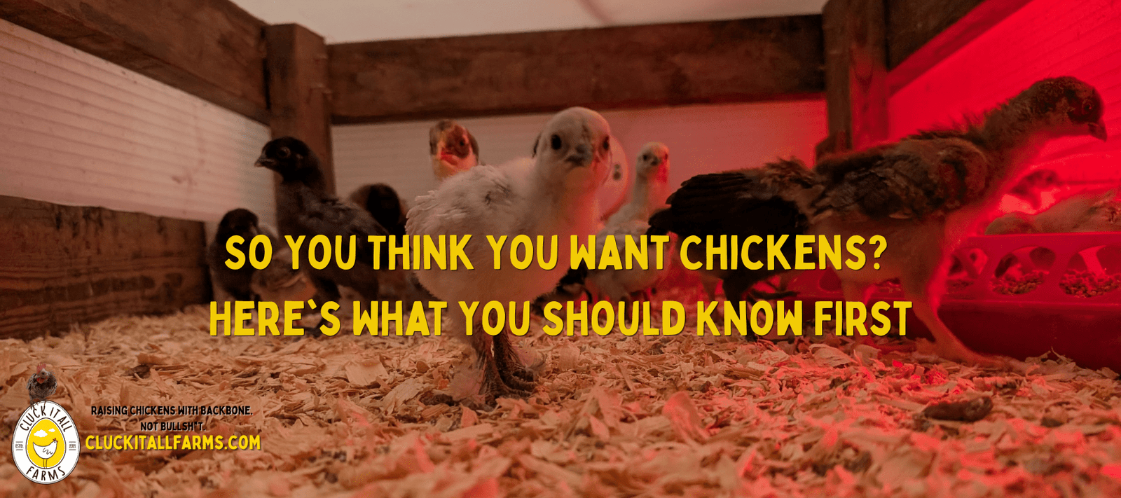 So You Think You Want Chickens? Here's What You Should Know First - Cluck It All Farms