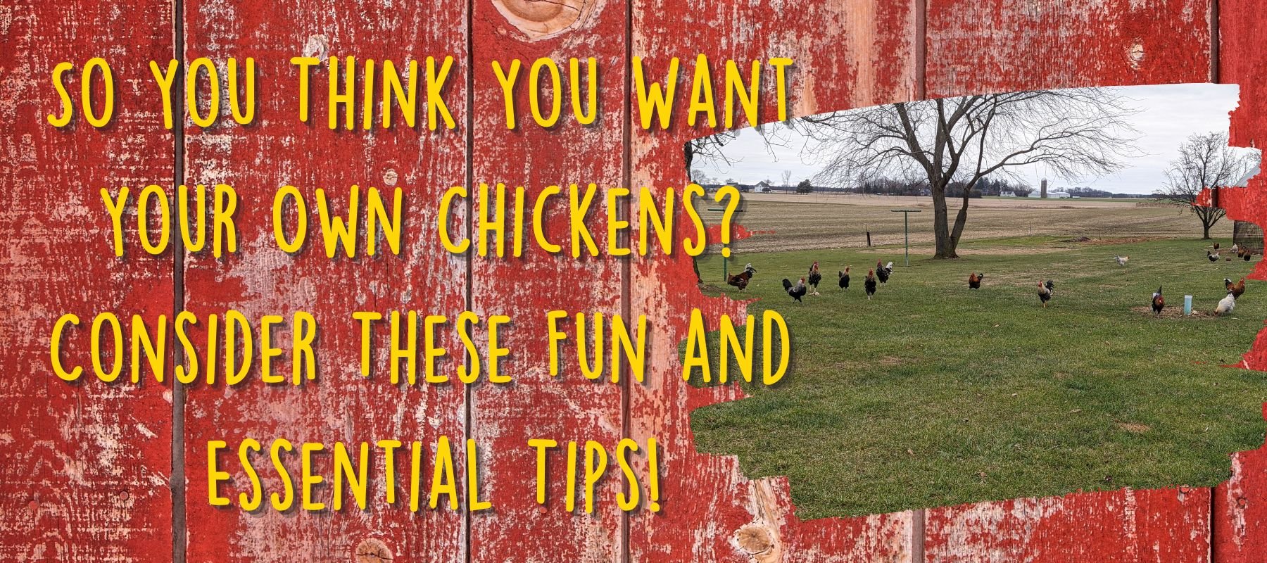 So You Think You Want Your Own Chickens? Consider These Fun and Essential Tips! - Cluck It All Farms